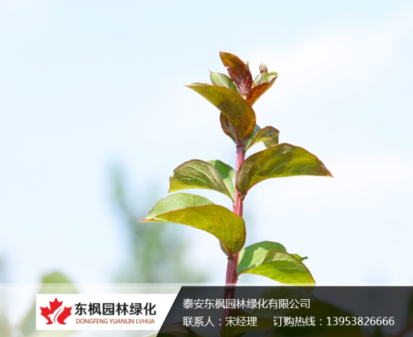 美國(guó)紅火球紫薇