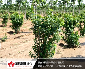 組合叢生紅點紅楓