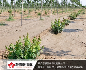 自然叢生紅點紅楓